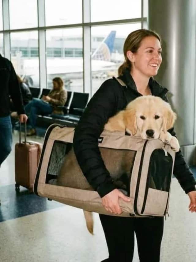 6 New Rules For Air Travel In India